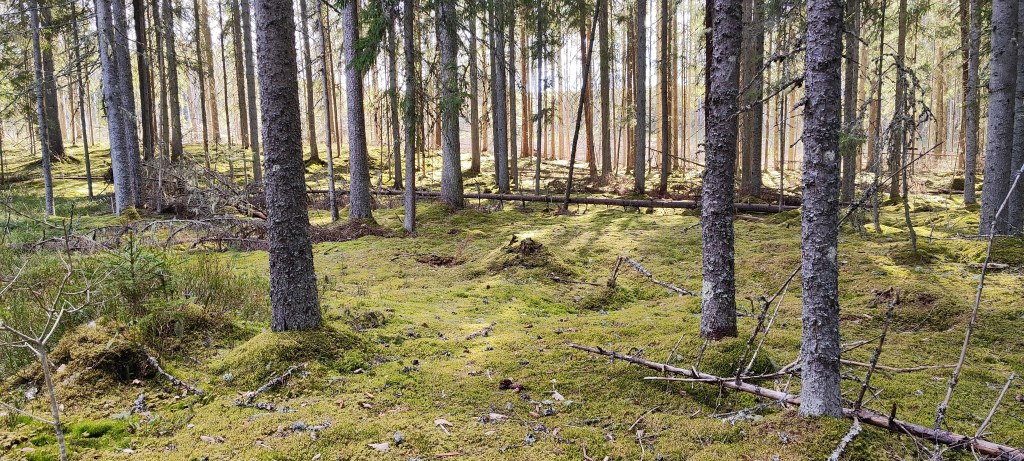 Living Aligned with Nature: Returning to the Sacred Rhythm of&nbsp;Life