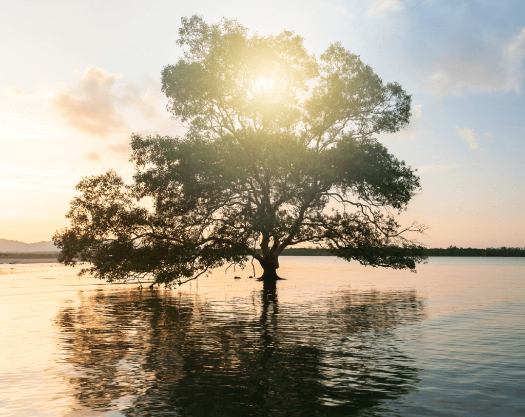 The Tree of Life: The Cosmic Blueprint Within and&nbsp;Without